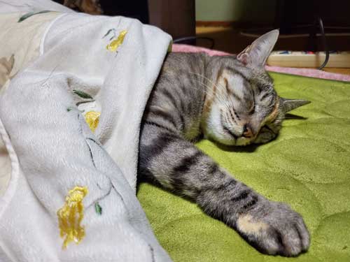 野良猫 警戒 うちの子 猫 正座 座り方