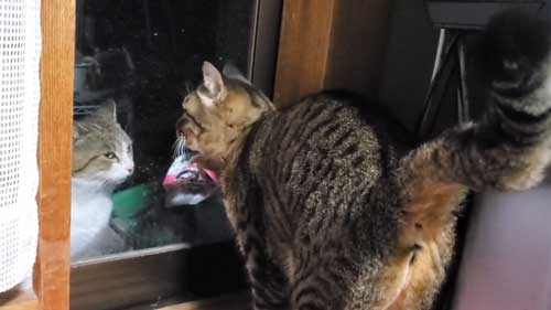 野良猫 警戒 うちの子 猫 正座 座り方