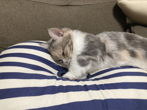 グイグイする猫