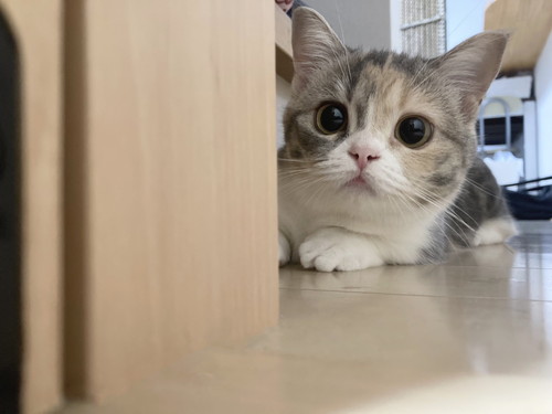 狙いを定める猫