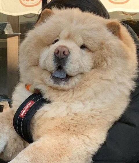 うれしそうなチャウチャウ