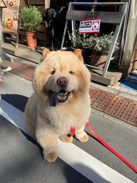 散歩が好きなワンコ