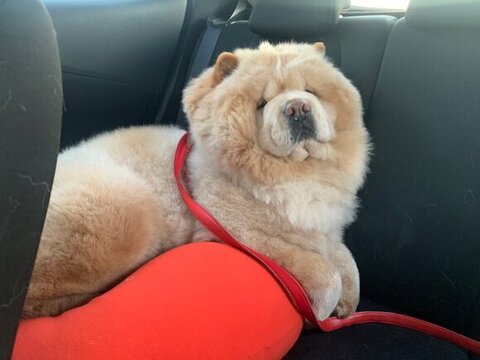 遊び疲れたチャウチャウ