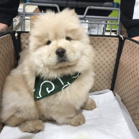 子犬のチャウチャウ