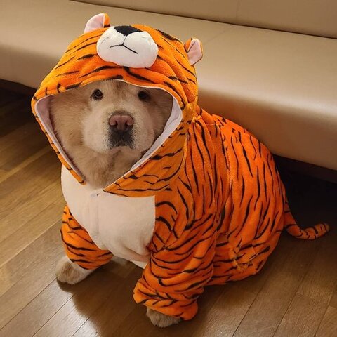 着ぐるみみたいなワンコ