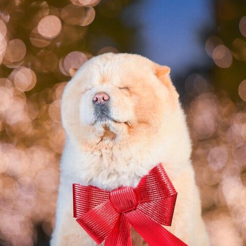 チャウチャウの表情