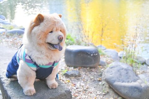 おしゃれなワンコ