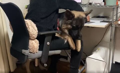 ジャーマンシェパードと在宅勤務