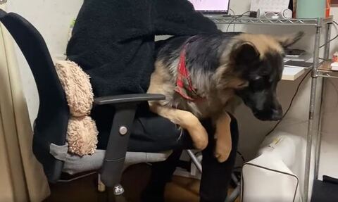 後ろ足も乗せようとするTOBIちゃん