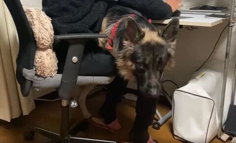 カメラを見つめるTOBIちゃん