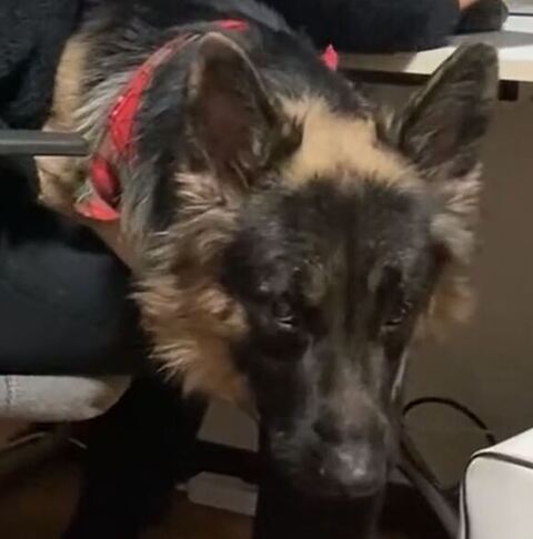 カメラを見つめる犬の表情アップ