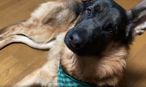 カメラを見つめるBOBIちゃんの顔