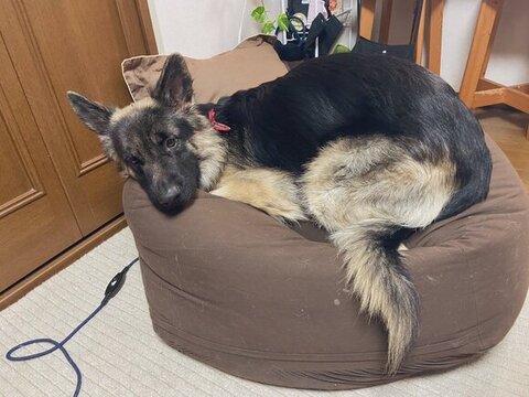 クッションで丸まって寝るTOBIちゃん