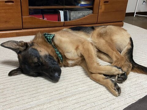 カーペットの上で寝るBOBIちゃん