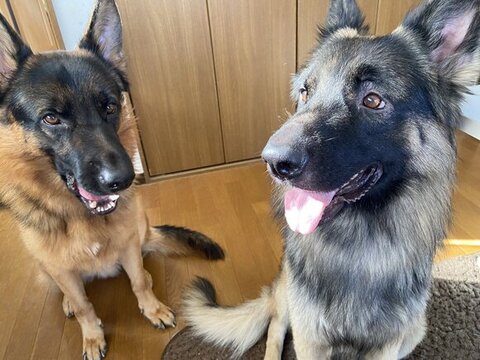 2匹のツーショット