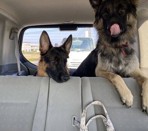 車の後部座席にいる2匹