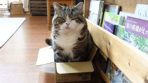 まるくん 箱 入れず スネる