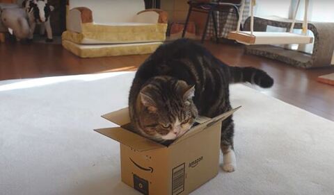 まるくん 箱 入れず スネる