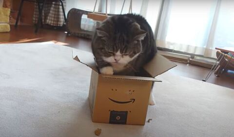 まるくん 箱 入れず スネる