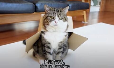 まるくん 箱 入れず スネる