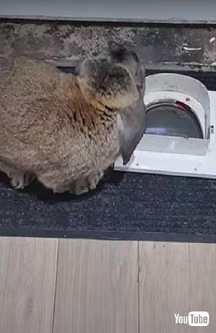 ウサギとペットドア