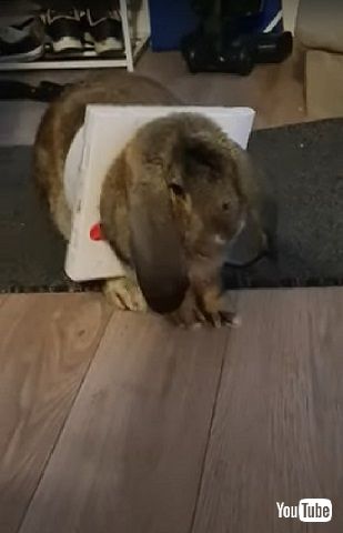 ウサギとペットドア