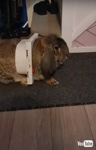 ウサギとペットドア