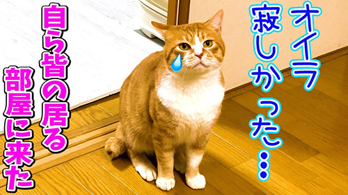 保護猫と先住猫の対面