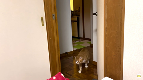 部屋に来た茶々まるくん