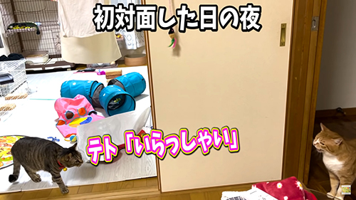 お出迎えテトちゃん