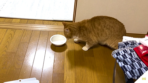 おやつを食べる茶々まるくん