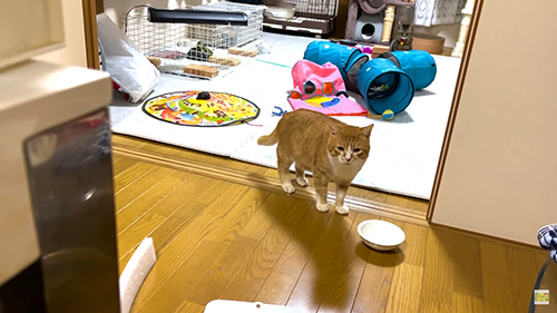 距離が縮まったテトちゃんと茶々まるくん