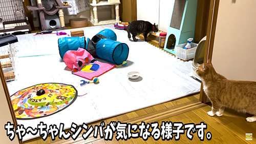 シンバちゃんが気になる茶々まるくん