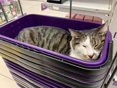 起きない猫ちゃん