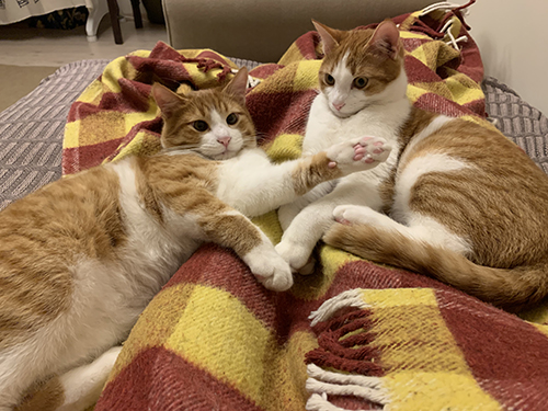 あちらへどうぞ