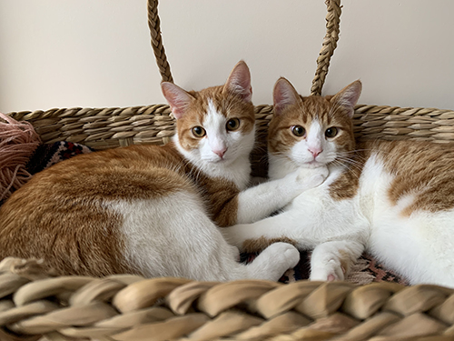 ぎゅっとする双子猫