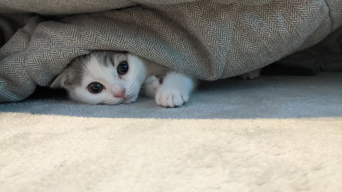 こたつとゆきちくん