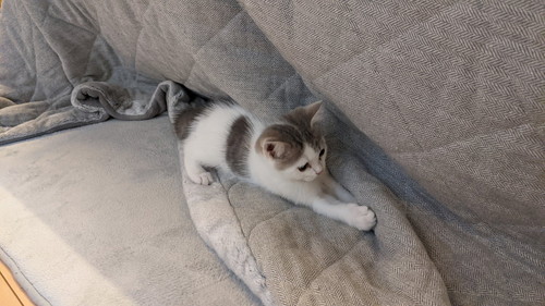 こたつとゆきちくん