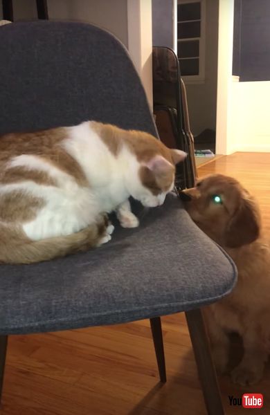 猫と仲良くしたいワンコの画像