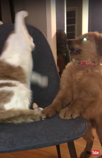 猫と仲良くしたいワンコの画像