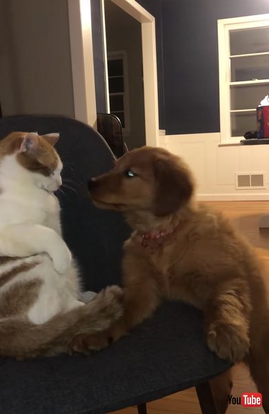 猫と仲良くしたいワンコの画像