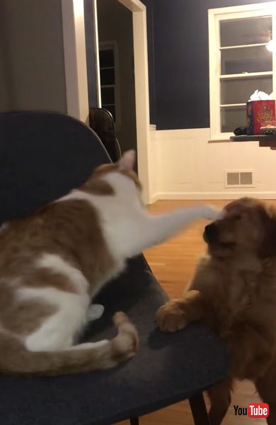 猫と仲良くしたいワンコの画像