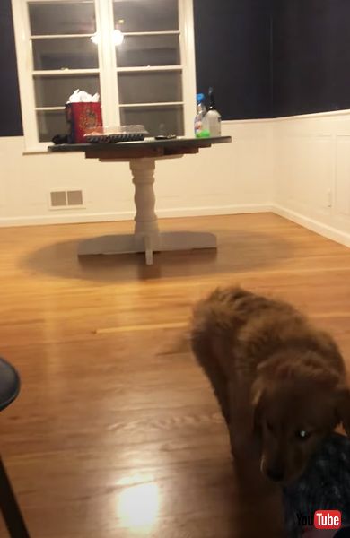 猫と仲良くしたいワンコの画像