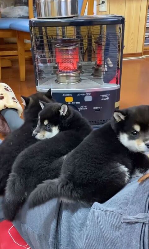 飼い主の上に乗る黒柴たち