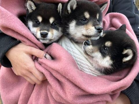 毛布に包まれる子犬たち