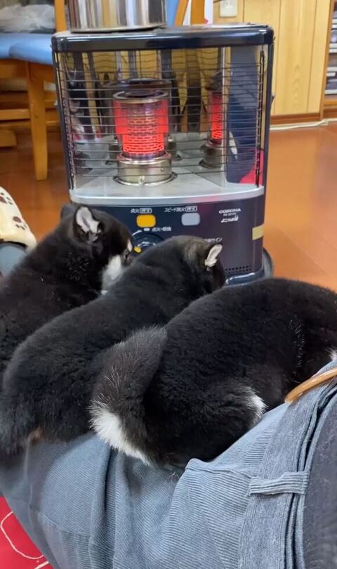 暖をとる柴犬3匹