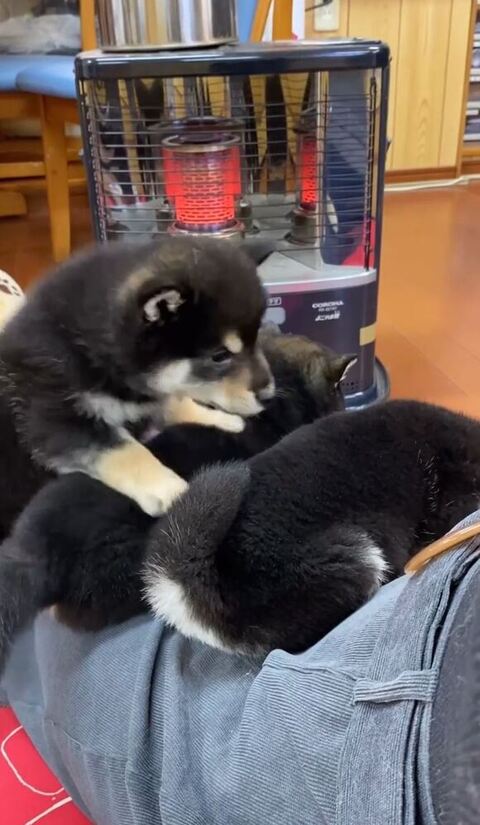 移動する黒柴