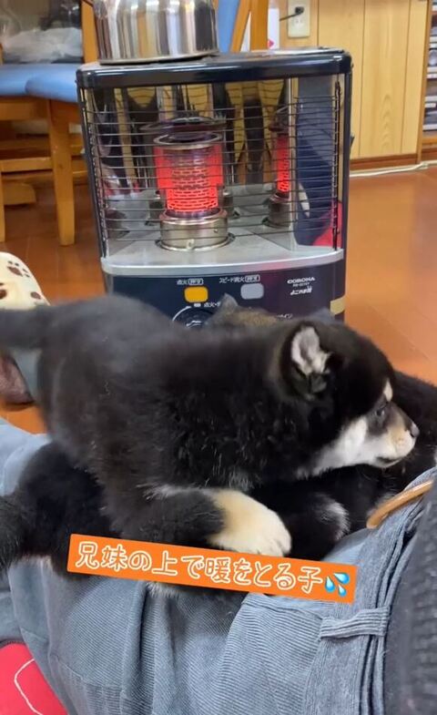 兄妹の上で暖をとる子犬
