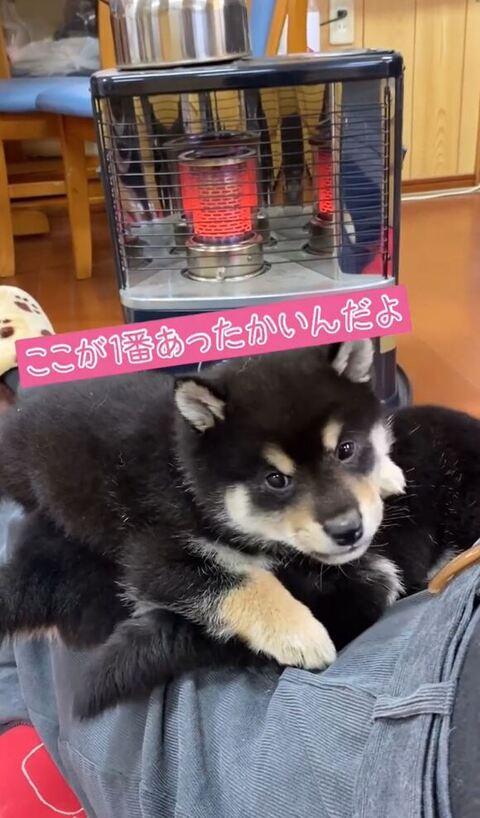 カメラ目線の黒柴の子犬