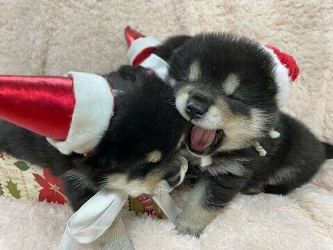 サンタの格好をした子犬たち